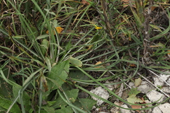 Tragopogon orientalis