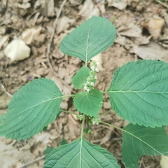 Perilla frutescens