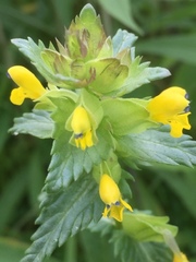 Rhinanthus minor