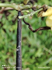 Vigna reflexopilosa