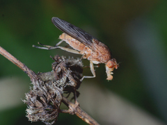 Suillia variegata