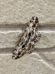 Hypomecis roboraria displicens