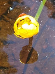 Nuphar
