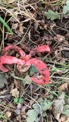 Clathrus archeri