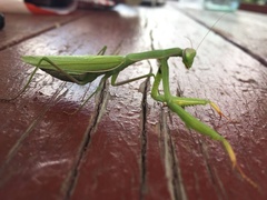 Mantis religiosa