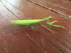 Mantis religiosa