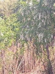 Robinia pseudoacacia