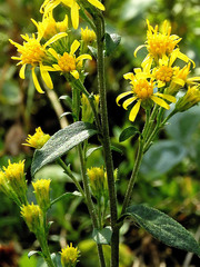 Solidago virgaurea
