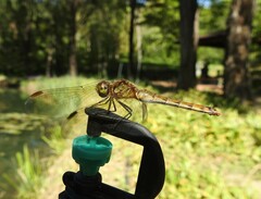 Sympetrum frequens