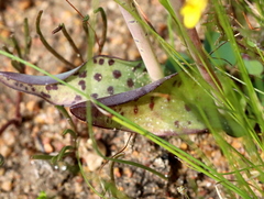 Lachenalia orchioides