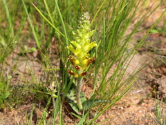 Lachenalia orchioides