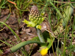 Lachenalia orchioides