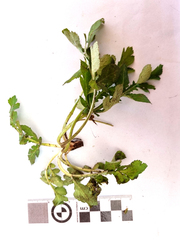 Lichtensteinia interrupta