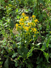 Solidago virgaurea