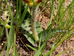 Lachenalia orchioides