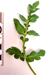 Lichtensteinia interrupta