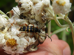 Typocerus sparsus
