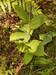 Cypripedium reginae