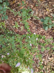 Clinopodium menthifolium subsp. ascendens image