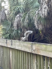 Sciurus carolinensis