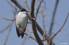 Tachycineta leucorrhoa