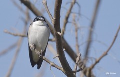 Tachycineta leucorrhoa