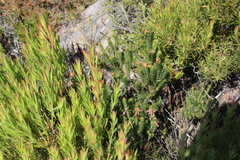 Erica abietina constantiana