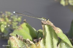 Argentagrion ambiguum