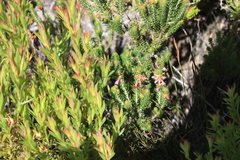 Erica abietina constantiana