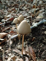 Psathyrella longipes