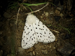 Spilosoma lubricipeda