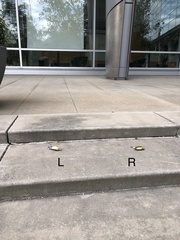 Leiothlypis peregrina