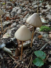 Psathyrella longipes