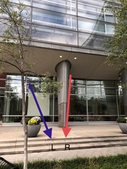 Leiothlypis peregrina