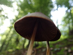 Psathyrella longipes