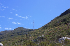 Liparia splendens splendens