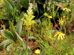 Lachenalia pallida