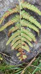 Dryopteris