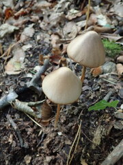 Psathyrella longipes