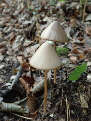 Psathyrella longipes