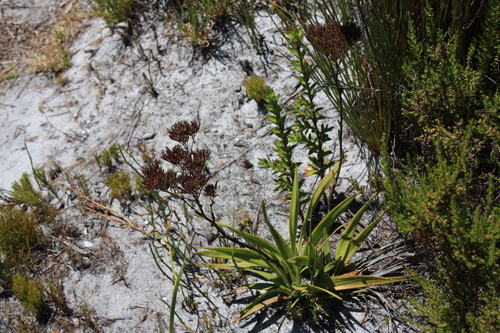 Image of Corymbium enerve by (c) Jeremy Gilmore, some rights reserved (CC BY)