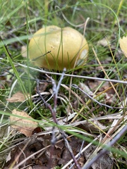 Russula claroflava