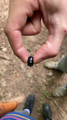 Geotrupidae