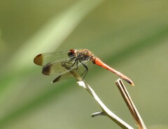 Sympetrum risi