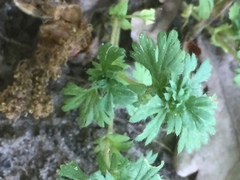 Alchemilla australis