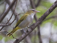 Vireo chivi