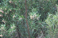 Pittosporum bicolor