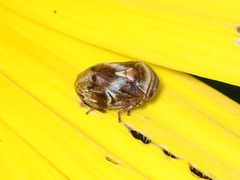 Clastoptera obtusa