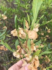 Dodonaea viscosa
