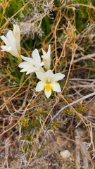 Freesia leichtlinii